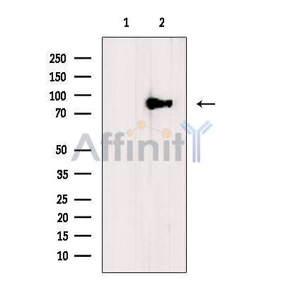 STAT3 Antibody - Western blot analysis of extracts from 293t, using STAT3 Antibody.