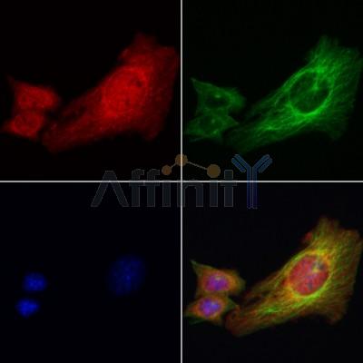 Phospho-IRE1 (Ser724) Antibody - AF7150 staining 3T3 cells by IF/ICC.