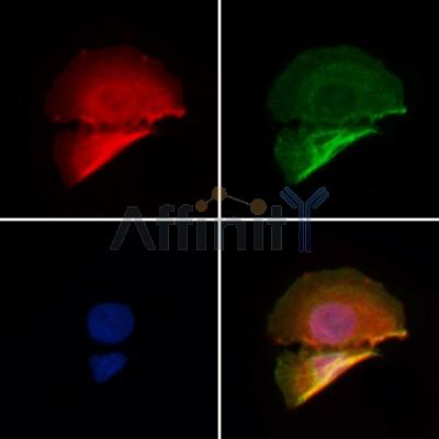 PHF3 Antibody - AF9154 staining Hela by IF/ICC.