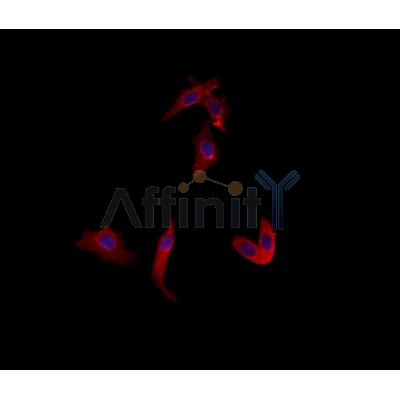 Uba5 Antibody - AF9220 staining HepG2 by IF/ICC.