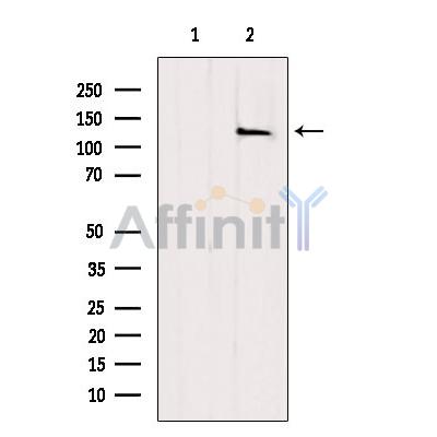 USP36 Antibody - Western blot analysis of extracts from COS-7, using USP36 Antibody.