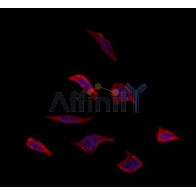 OR5T1 Antibody - DF10255 staining Hela by IF/ICC.