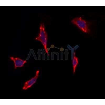 OR13C5 Antibody - DF10283 staining Hela by IF/ICC.