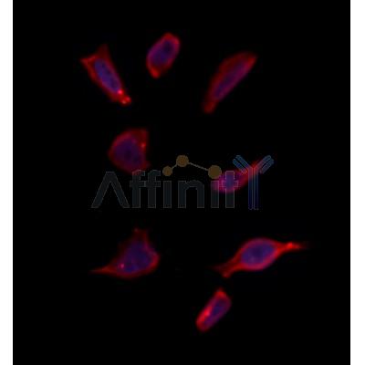 OR52R1 Antibody - DF10291 staining Hela by IF/ICC.