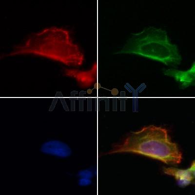 PRKCDBP Antibody - DF12035 staining Hela by IF/ICC.