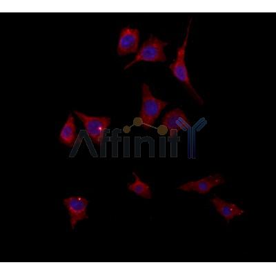 PYCR1 Antibody - DF12051 staining HepG2 by IF/ICC.