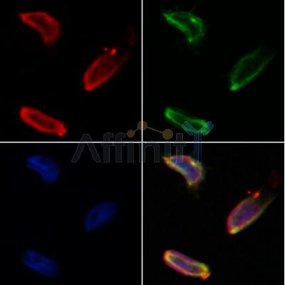 ERAL1 Antibody - DF12072 staining Hela by IF/ICC.