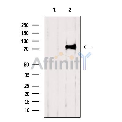 Kindlin 2 Antibody - Western blot analysis of extracts from 3T3, using Kindlin 2 Antibody.