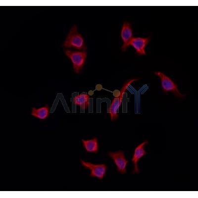GOLPH3 Antibody - DF12099 staining HepG2 by IF/ICC.