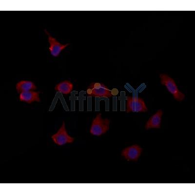 PTPRO Antibody - DF12133 staining HepG2 by IF/ICC.