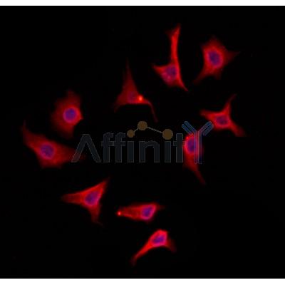 IFT25 Antibody - DF12157 staining HepG2 by IF/ICC.