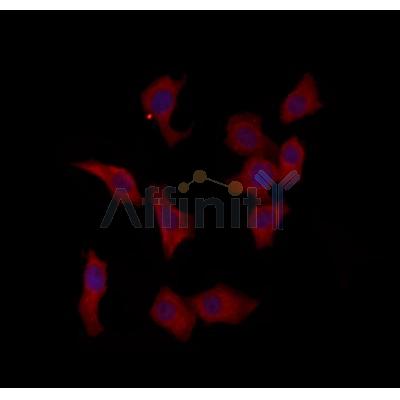 PTPN23 Antibody - DF12169 staining HepG2 by IF/ICC.