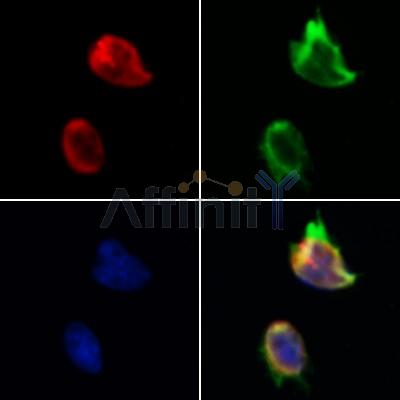 TAF12 Antibody - DF12175 staining Hela by IF/ICC.