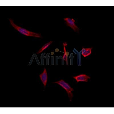 MAT1A Antibody - DF12210 staining Hela by IF/ICC.