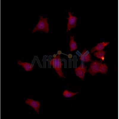 FAM96B Antibody - DF12272 staining HepG2 by IF/ICC.