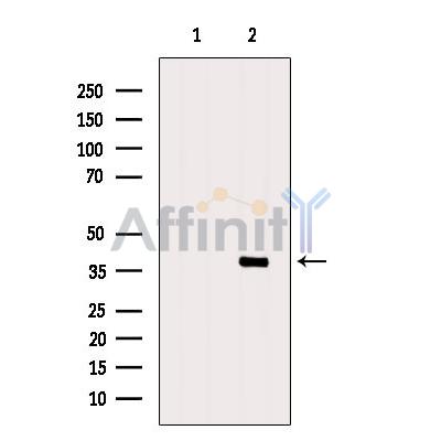 FSTL1 Antibody - Western blot analysis of extracts from Hela, using FSTL1 Antibody.