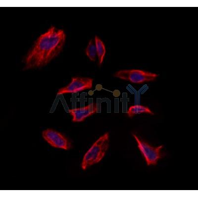 MEST Antibody - DF12295 staining Hela by IF/ICC.