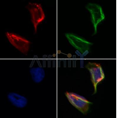 SEC24A Antibody - DF12315 staining Hela by IF/ICC.