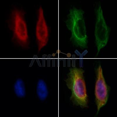 STAU1 Antibody - DF12325 staining Hela by IF/ICC.