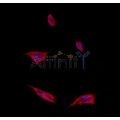 ITLN1 Antibody - DF12413 staining Hela by IF/ICC.