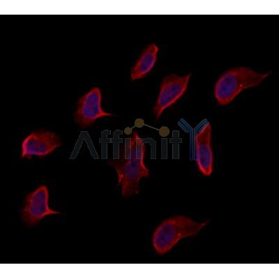 EIF2D Antibody - DF12419 staining Hela by IF/ICC.