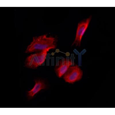 LRPPRC Antibody - DF12421 staining Hela by IF/ICC.