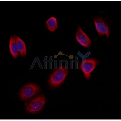 MTHFD1L Antibody - DF12425 staining Hela by IF/ICC.
