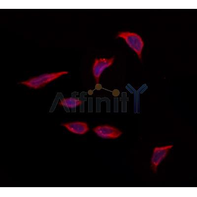 OBFC2A Antibody - DF12433 staining Hela by IF/ICC.