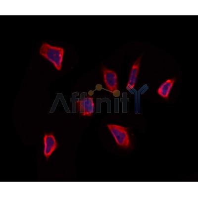 PDIA6 Antibody - DF12449 staining Hela by IF/ICC.