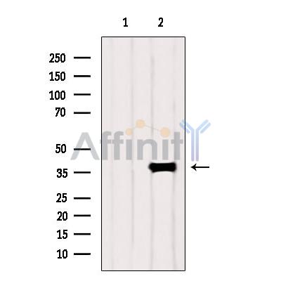 PIK3IP1 Antibody - Western blot analysis of extracts from Rat  liver, using PIK3IP1 Antibody.