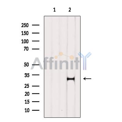 HDGFRP3 Antibody - Western blot analysis of extracts from Hela, using HDGFRP3 Antibody.