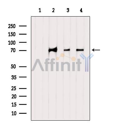 INTS10 Antibody - Western blot analysis of extracts from various samples, using INTS10 Antibody.