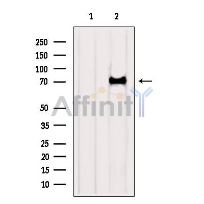 KATNB1 Antibody - Western blot analysis of extracts from HepG2, using KATNB1 Antibody.