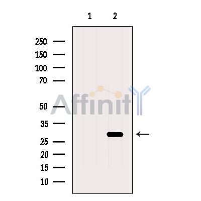 RAB3C Antibody - Western blot analysis of extracts from Rat  brain, using RAB3C Antibody.