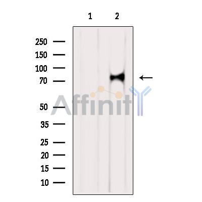RLIM Antibody - Western blot analysis of extracts from HepG2, using RLIM Antibody.