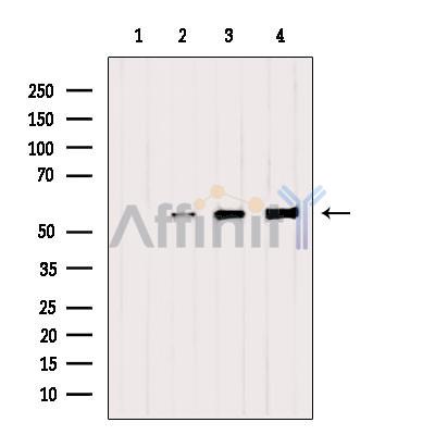 SAMM50 Antibody - Western blot analysis of extracts from various samples, using SAMM50 Antibody.