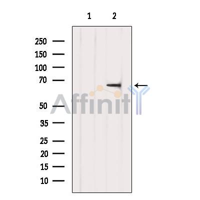 TDRKH Antibody - Western blot analysis of extracts from Hela, using TDRKHspecific Antibody.