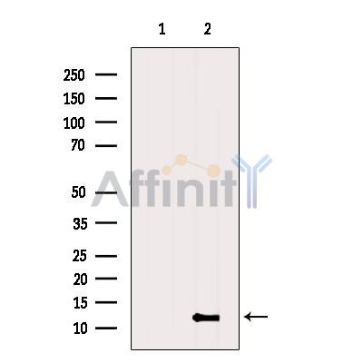 ATPIF1 Antibody - Western blot analysis of extracts from COS-7, using ATPIF1 Antibody.