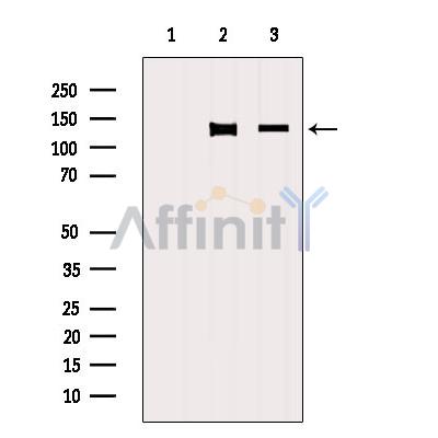 C14orf102 Antibody - Western blot analysis of extracts from various samples, using C14orf102 Antibody.