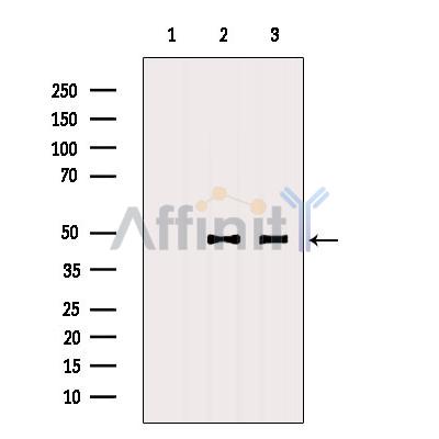 DNAJA2 Antibody - Western blot analysis of extracts from various samples, using DNAJA2 Antibody.