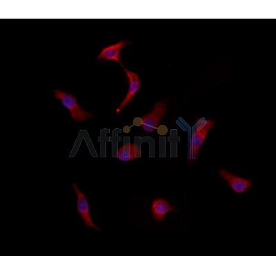 KRT36 Antibody - DF2552 staining HepG2 by IF/ICC.