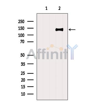 CC2D1A Antibody - Western blot analysis of extracts from 293, using CC2D1A Antibody.