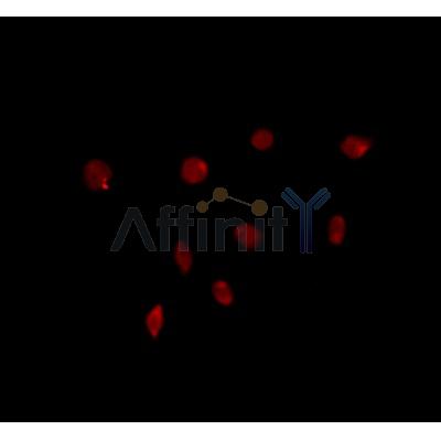 USP43 Antibody - DF4593 staining HepG2 by IF/ICC.