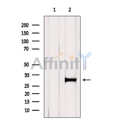 CDCA8 Antibody - Western blot analysis of extracts from VERO, using CDCA8  Antibody.