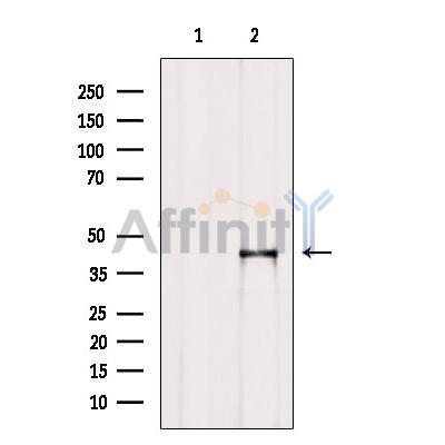 ARPC1A Antibody - Western blot analysis of extracts from B16F10, using ARPC1A Antibody.