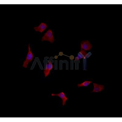 LETMD1 Antibody - DF6870 staining HepG2 by IF/ICC.