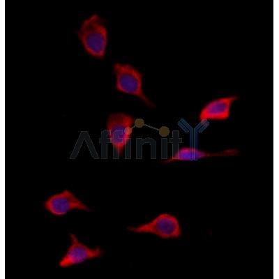 SOD3 Antibody - DF7753 staining HepG2 by IF/ICC.