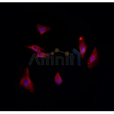 UBTD2 Antibody - DF8733 staining HepG2 by IF/ICC.