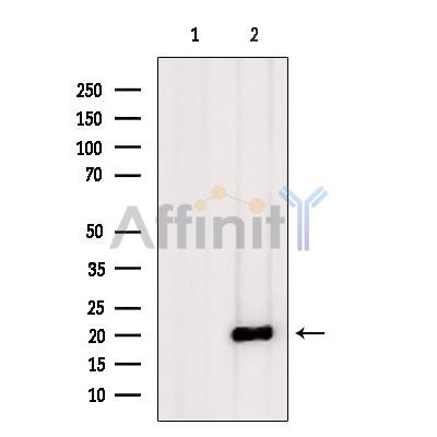 IGFL3 Antibody - Western blot analysis of extracts from Mouse  brain, using IGFL3 Antibody.
