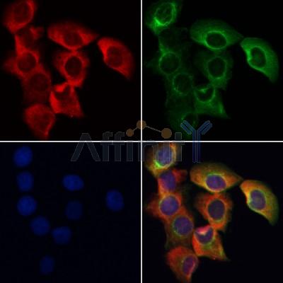 SENP8 Antibody - AF0279 staining Hela by IF/ICC.